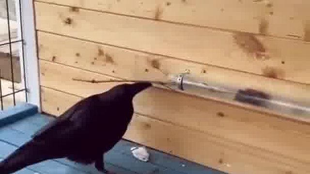 看来乌鸦喝水是真的