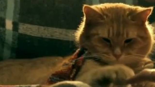 或许在你看不见的地方，它一直在默默守护你#小猫 #萌宠 #离别