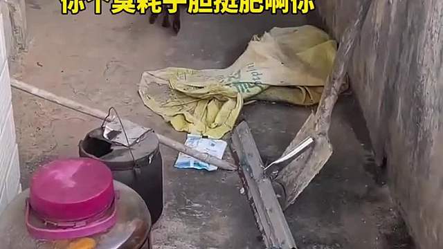 压制老鼠这一块，还得是狸花猫。