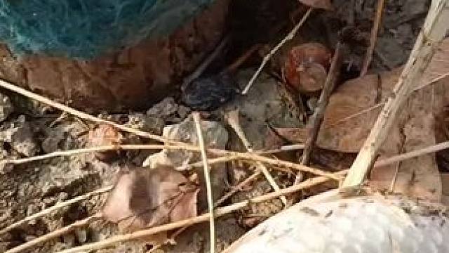 全场空军，我也就钓了7条#日常钓一钓 #钓鱼的乐趣只有钓鱼人懂 #祝大家年年有鱼 #大板鲫 #野钓