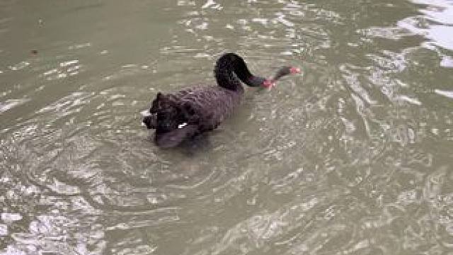 三秒钟的窒息感#黑天鹅