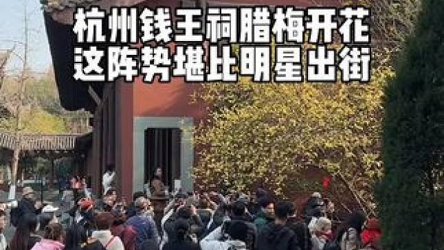 杭州钱王祠腊梅开花，简直比明星还要火！ 杭州钱王祠腊梅开花，简直比明星还要火！这几天天气也确实好，钱