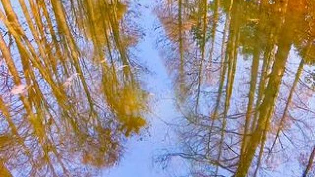 无所事事，#太子湾公园 逛逛。#水面倒影 #随手拍冬日美景