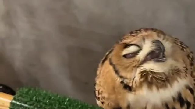 啊啊啊猫头鹰也太好rua了吧