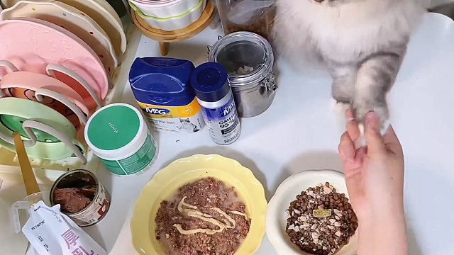 小鸟胃猫咪终于长大了！！！