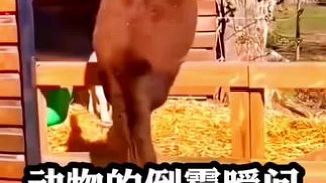 盘点那些动物的倒霉瞬间……十年的功德笑没了#动物倒霉瞬间 #倒霉瞬间 #动物的迷惑行为 #神奇动物在