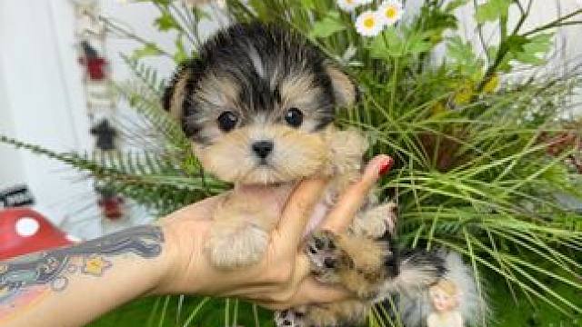  今日上新 约克夏妹妹#约克夏 #约克夏幼犬 #萌宠 #狗狗 #小体约克夏