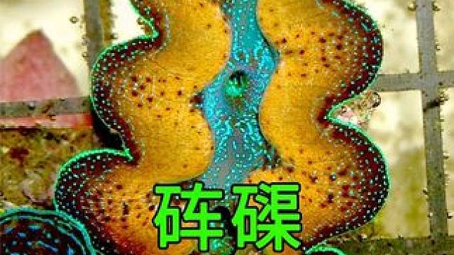 砗磲的人工繁殖，见到千万别伤害#纪录片充电计划 