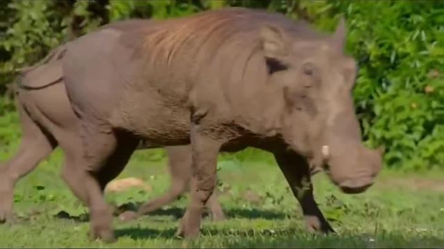 在野外遭遇野猪袭击得怎么办？