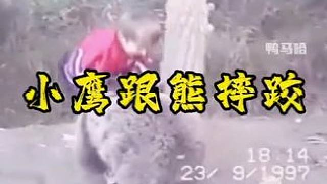 小鹰跟熊摔跤 #小鹰 #小鹰哈比布 #嘴炮 #马哈切夫 #小鹰跟熊摔跤