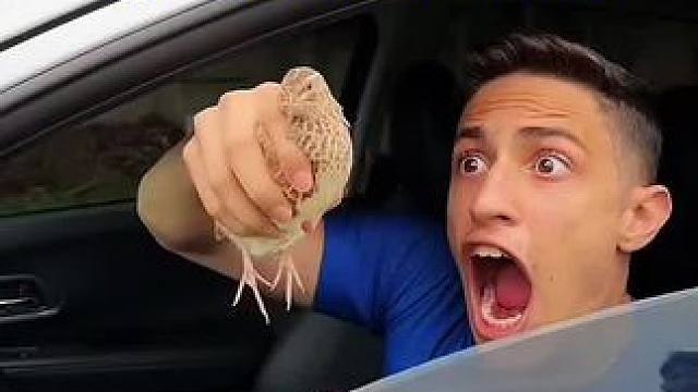 用小鸟测试车窗性能，结局真是让人意外！#看一遍笑一遍 #万万没想到 #意想不到的结局 #这操作都看傻