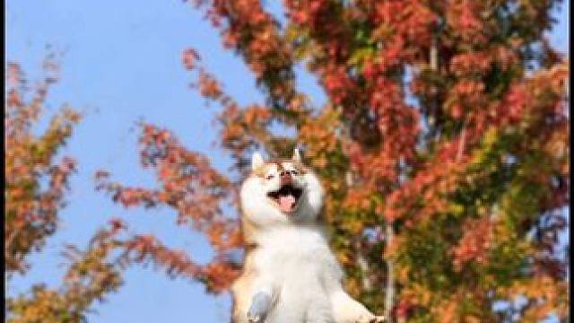 #狗狗拍照比我会摆姿势 #被小狗治愈的一万个瞬间 比美照更有杀伤力的是生命力！拍小狗的生命力照片，我