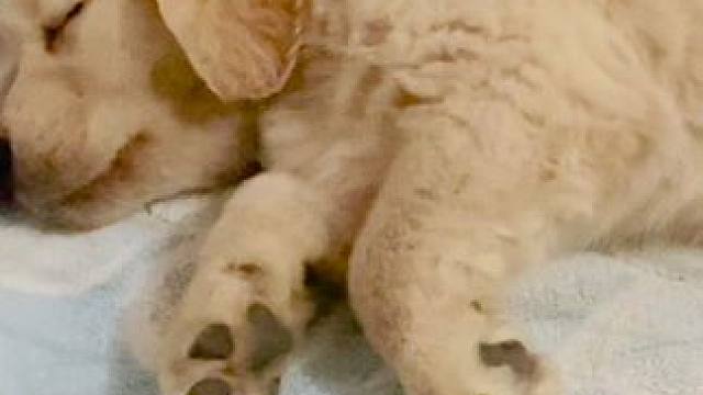 没想到这张床成了我家的传家宝！#金毛 #萨摩耶 #萌宠日常记录