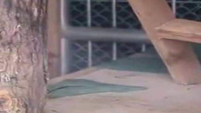 猫抓老鼠高能时刻，真是妥妥的血脉压制，还得是我们中华田园猫 #猫抓老鼠 #高能时刻 #血脉压制 #中