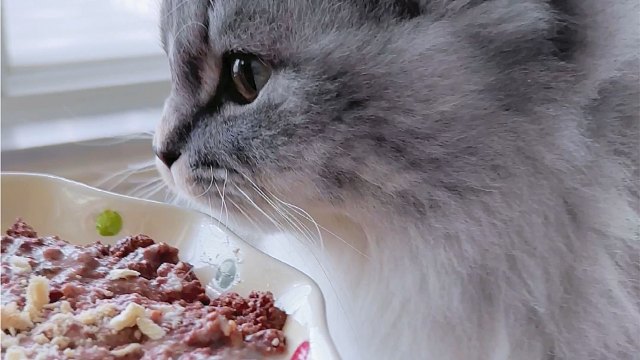 还有什么比给小猫吃饭更快乐呢！