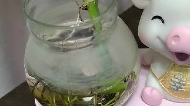 #qq飞车 #游戏中的名场面 大家帮我看下我的猪猪什么情况