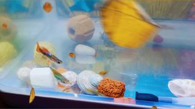 #鱼儿自由自在的水中游 #鱼缸里的大自然 #养鱼养心 #鱼 #万物有灵