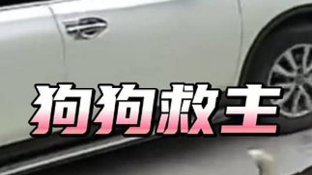 “可能这就是人养狗的原因吧！”#狗狗 #感人 #狗是人类最忠诚的朋友