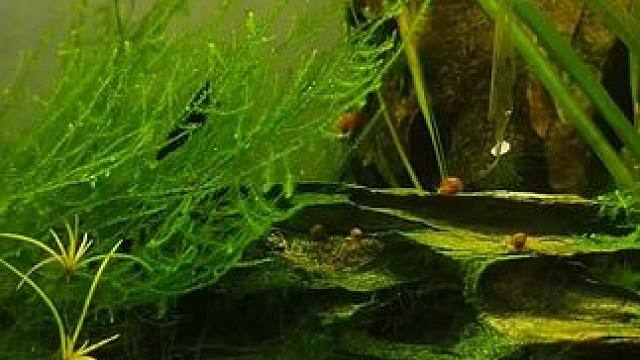 #水族 #养鱼日记 #鱼缸草缸生态鱼缸 生态缸日常