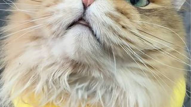 本来只想发一段的。。#猫咪