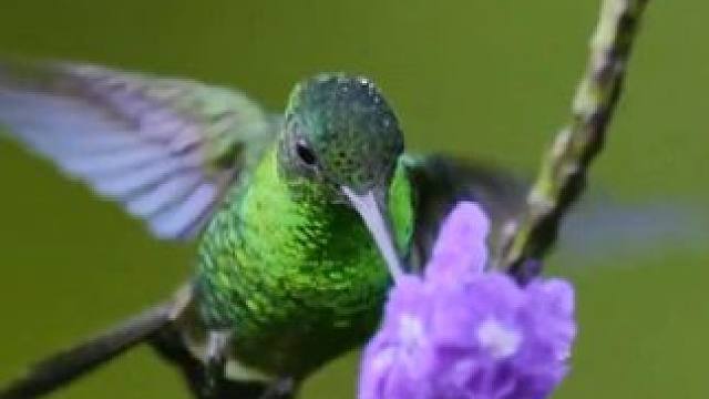 蜂鸟
#鸟类 #纪录片 #诗词