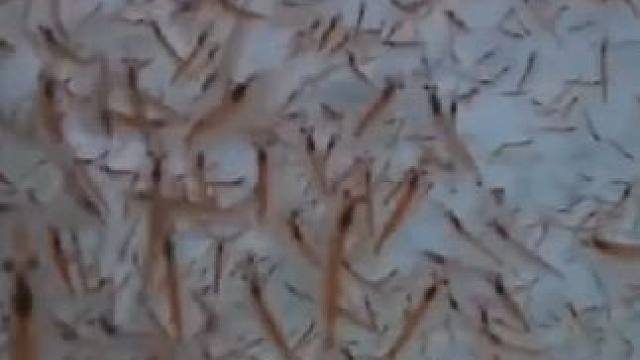 体长不足六厘米的南极磷虾，竟然有大作用#南极磷虾 #磷虾 #磷虾肉