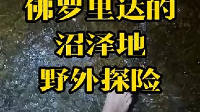 佛罗里达野外探险 #户外 #野生动物零距离 #危险行为请勿模仿 #自然 #野生动物 yoink...