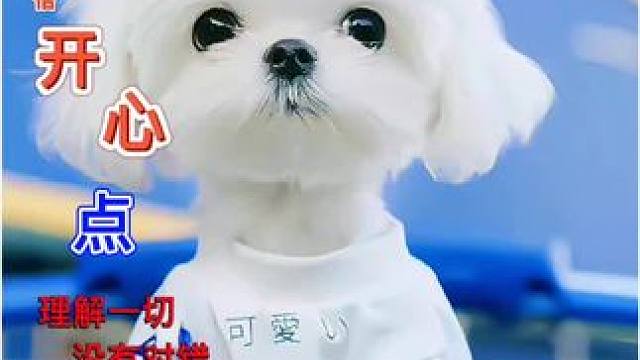 #萌宠猫咪 #愿所有幸运不期而遇 #开启好运模式 #呆萌呆萌 #新年好好长大计划