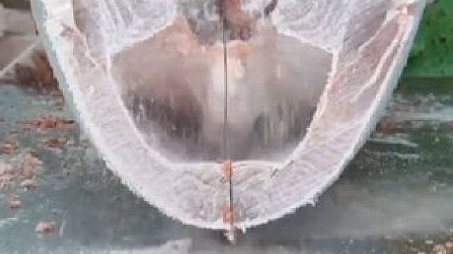 金枪鱼罐头的配料表竟然这么干净，看完整个制造过程你还敢吃吗#金枪鱼罐头 #罐头 #罐头鱼