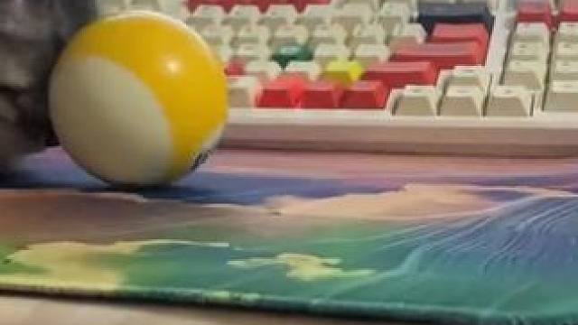 猫星人的倒霉瞬间！ #搞笑 #萌宠