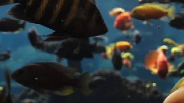 欢迎来长鹿看鱼#水下摄影 #潜水 #摄影 #祝大家年年有鱼 #水下写真