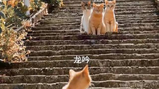 始终是我不配！#逆水寒手游 #龙吟