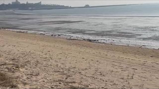 #赶海赶海赶海啦 #赶海拾贝 #大海的馈赠 #海边生活才够浪 #海边随拍