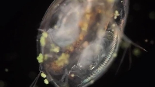 水蚤可以交替进行孤雌和有性生殖，它以硅藻类水生物为食