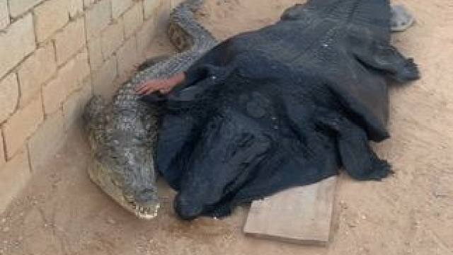 鳄舅还是那么的狼狈#非专业人士请勿模仿