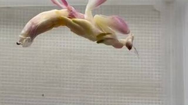 这螳螂也太诱惑了，培育螳螂之王就靠你啦！