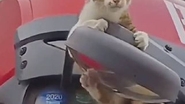 盘点猫咪的倒霉日常