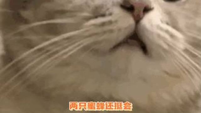 打开后发现是无糖的......