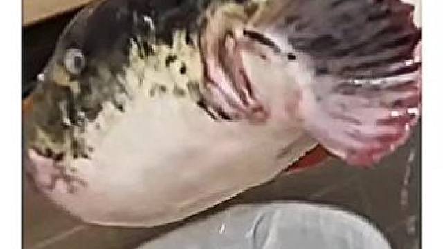 巨无霸河豚#保护动物人人有责 #河豚有毒