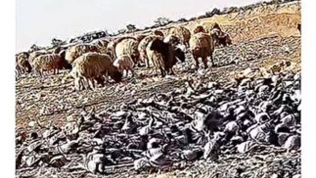 巴铁黑鸟泛滥成灾#动物的生存法则 #动物的迷惑行为 #有趣的动物 #百味人生