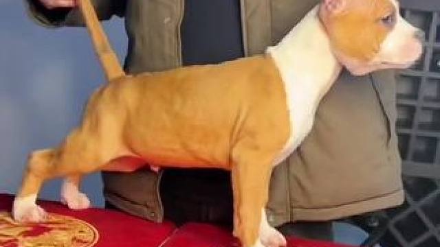 水一帖 不会比不水赞都多吧 那岂不是很尴尬#斯塔福 #猛犬 #萌宠 #这样的小奶狗谁不爱