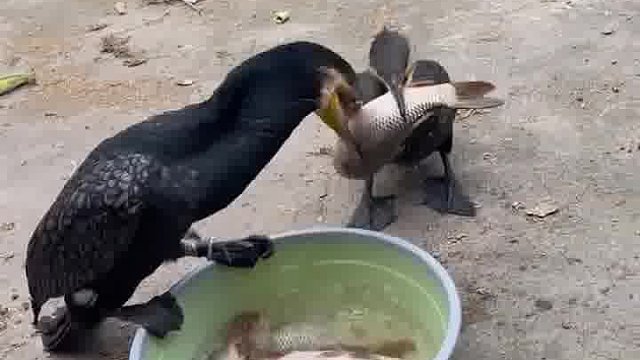 大嘴鸟吃鱼