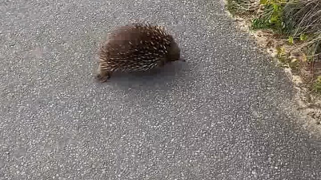 来看我发现的新物种