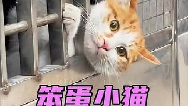 盘点猫咪的倒霉日常