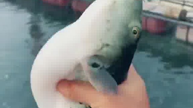 这就是擦鞋神器！