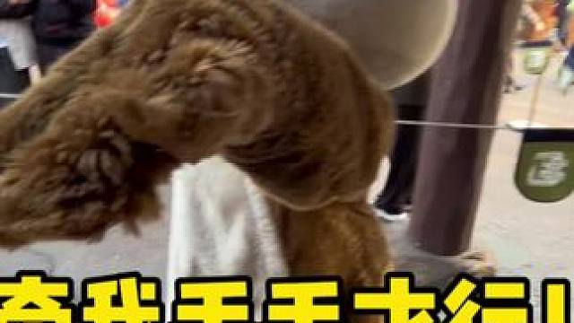 奇奇蒂蒂不仅难哄，还得一碗水端平…#奇奇蒂蒂 #上海迪士尼 #迪士尼