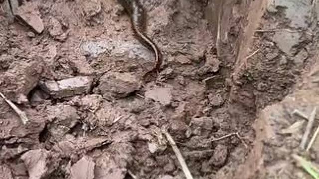 #户外抓鳝 #野生黄鳝 #真实户外 新农人 #挖鳝鱼