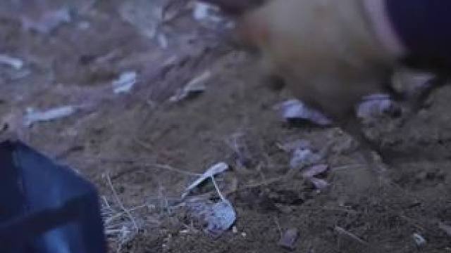 露营生火#露营报告