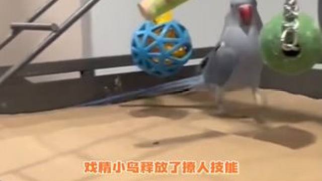 拥有一只每天会撩人的小鸟是一种什么体验~
