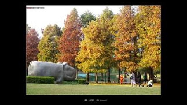 厦门南湖公园.落羽杉红了，这周末又有好去处了…… 
#落羽杉 #我的摄影日记 #治愈系风景